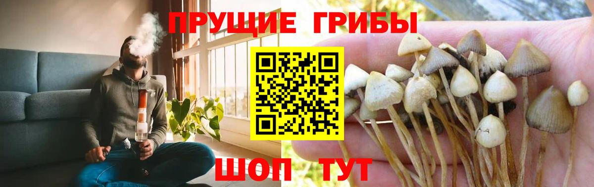 Псилоцибиновые грибы Magic Shrooms  Вход с VPN  цены   Гуково  Псилоцибиновые грибы Magic Shrooms 